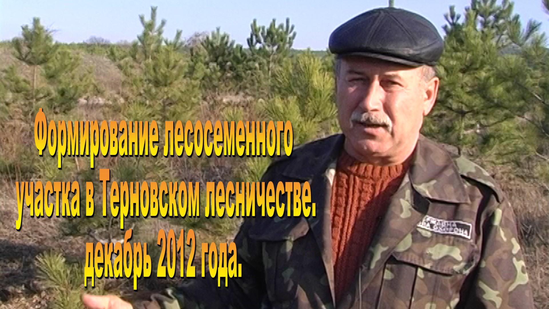 Лесосеменной участок в Терновском лесничестве. 2012г
