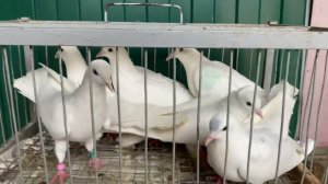 Бакинские голуби ️ Старопородные #Baku Pigeon️