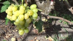 Виноград сорта "Маруся" - краткий обзор.
