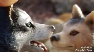 Волчье сердце (1часть)