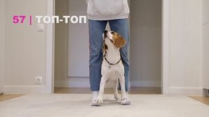 СОБАКА БИГЛЬ ВЫПОЛНЯЕТ 100 ТРЮКОВ!!! SMART BEAGLE PERFORMS 100 TRICKS!