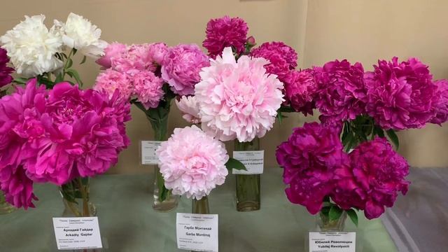 Экскурсия по выставке Пионы Северной столицы 2019 смотреть онлайн