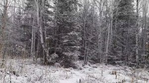 Ловля овсянки ремеза и чёрного дрозда