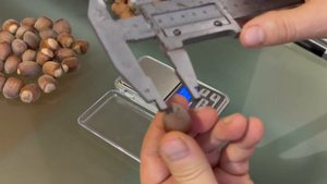 ФУНДУК в БЕЛАРУСИ.  ОБЗОР СОРТ ВАРШАВСКИЙ КРАСНЫЙ. АКАДЕМИК ЯБЛОКОВ.ИСПОЛИН. МОСКОВСКИЙ РУБИН