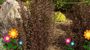 Пузыреплодник калинолистный Маленький дьявол. Краткий обзор physocarpus opulifolius Little Devil