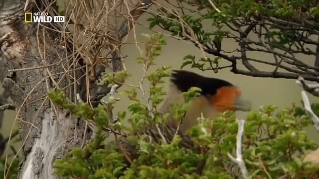 Пума/"Горный Лев" смотреть онлайн