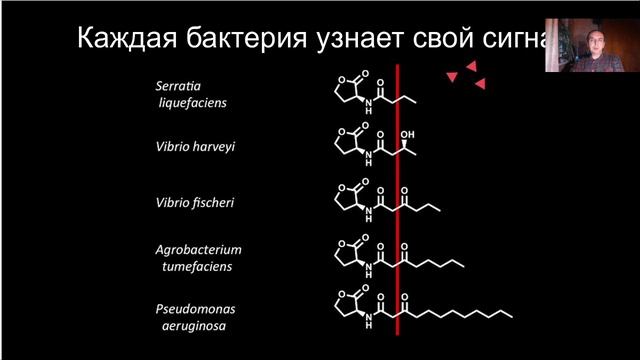 Лекция 4. Обмен информацией между бактериями.