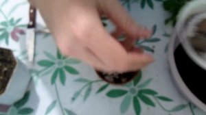 Омоложение фиалок для начинающих Ч.1. Как омолодить фиалку.. сравнение способов.