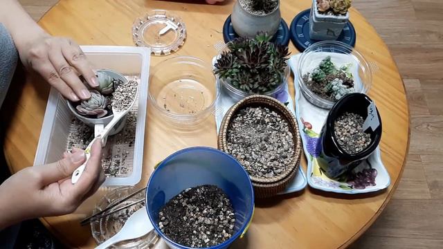 [다육식물_다육이] 쪼꼬미 다육맘과 분갈이 해요~ 라즈베리아이스, 흑괴리등 용인 남사에서 대려온 아이들~[life, succulent plants] смотреть онлайн