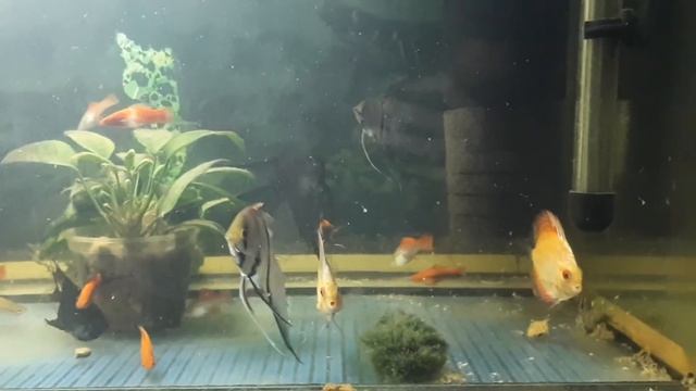 Почему дискус бьет скалярий ? смотреть онлайн