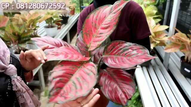 AGLAONEMA MURAH SERBA DISKON DAN FREE ONGKIR... ADA BABY-BABY AGLONEMA JUGA LOCH.... смотреть онлайн