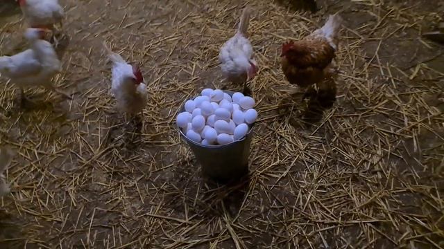 150 кур несушек. Установлен новый рекорд яйценоскости)