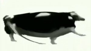 Корова танцует под польскую музыку