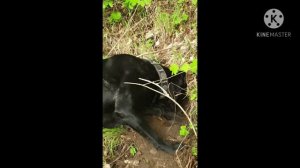 Злой кане корсо рвёт  лису