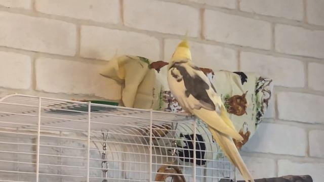 Приручаем кореллу. Занятие 1 смотреть онлайн