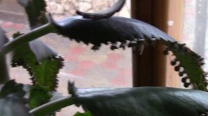 ЖИВОРОДЯЩИЙ ЦВЕТОК , КАЛАНХОЭ ДЕГРЕМОНА .