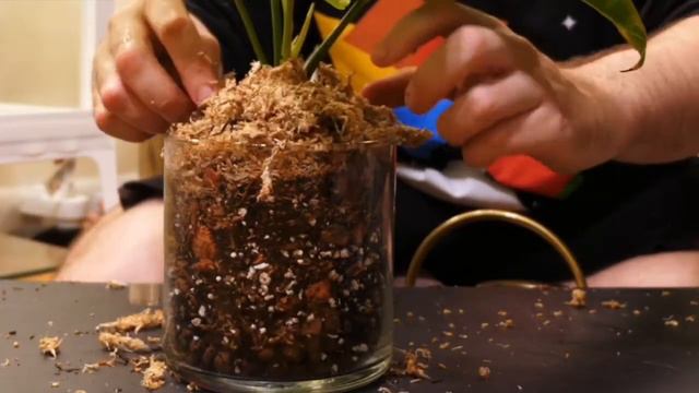 Repotting my Anthurium veitchii into a beautiful vase! смотреть онлайн