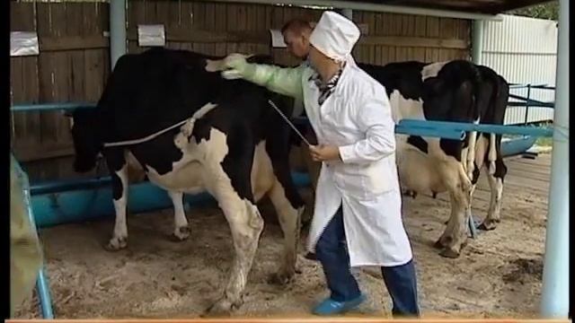 Лучший бык-осеменитель смотреть онлайн