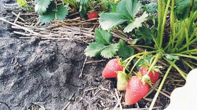 Земляника НСД "Фурор" мой фаворит!!! ??? смотреть онлайн