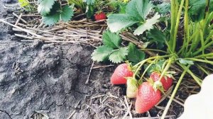 Земляника НСД "Фурор" мой фаворит!!! ???