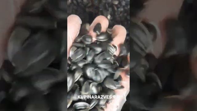 Семечки подсолнуха сырые крупные. Купить в интернет-магазине с доставкой по Москве и России.