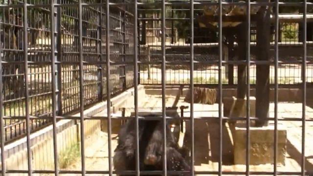 Angus the Chimp.mpg смотреть онлайн