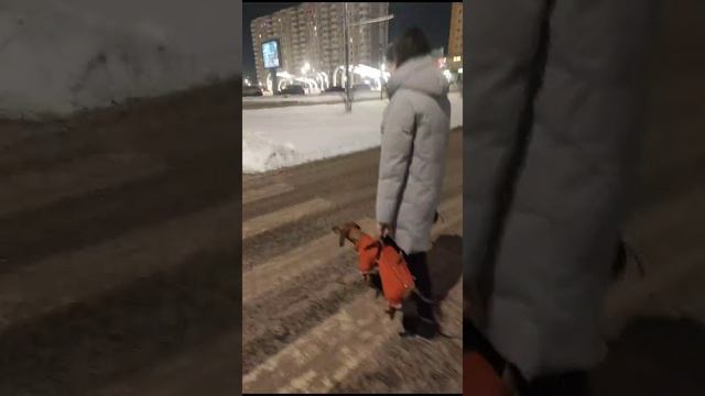 КАК ПРАВИЛЬНО ПЕРЕХОДИТЬ ДОРОГУ С СОБАЧКОЙ?
