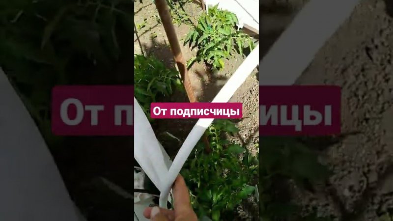 Видео от подписчицы.  Всё очень  здорово