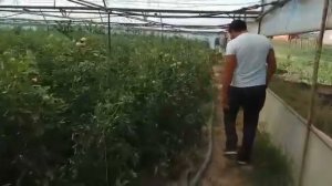 Цитогумат - применение на помидорах. Часть 1