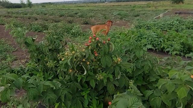 Малина при жаре +30 и выше смотреть онлайн