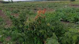 Малина при жаре +30 и выше