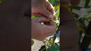 Как опылить огурец без пчёл
