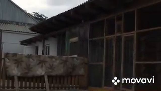 Голуби Турецкая Такла лет, игра, бой! Turkish Takla pigeons Санжаха! смотреть онлайн