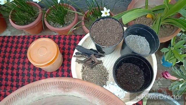 How To Grow Gladiolus/Gladioli From Bulbs смотреть онлайн