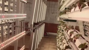 Земляника в зимней теплице/ клубника из Голландии / Сити ферма/ малообъемная технология/ strawberry