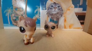 lps. обзор на всех моих лпс котов