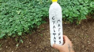 Сульфат Магния - ЛУЧШАЯ МАГНИЕВАЯ УДОБРЕНИЯ ДЛЯ ЦВЕТОВ. Как? Когда? Для Чего? С Чем использовать?