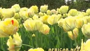 Flower delivery : Tulip's Akebono
