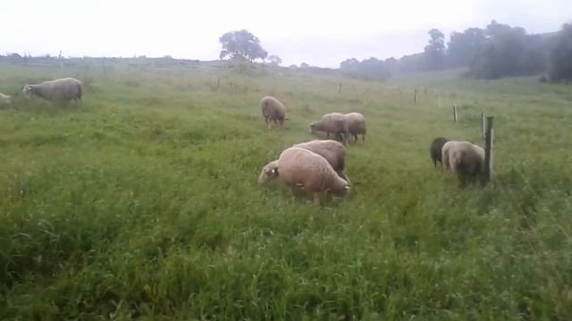 Электропастух для овец смотреть онлайн