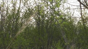 Crow Hunting may 22 / Охота на ворон