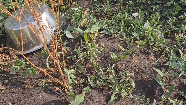 Мама погодок/ставим манту/супер рецепт икры из огурцов/закупка магнит/дожди/пошли в садик/подсолнух