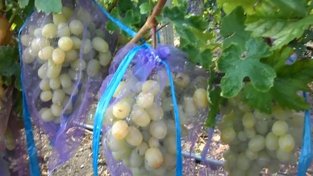 Виноград Дарья 2018 (Панченко) смотреть онлайн