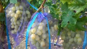 Виноград Дарья 2018 (Панченко)