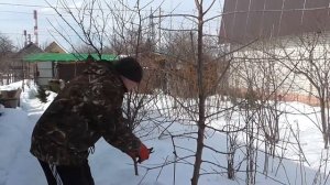 Обрезка черешни