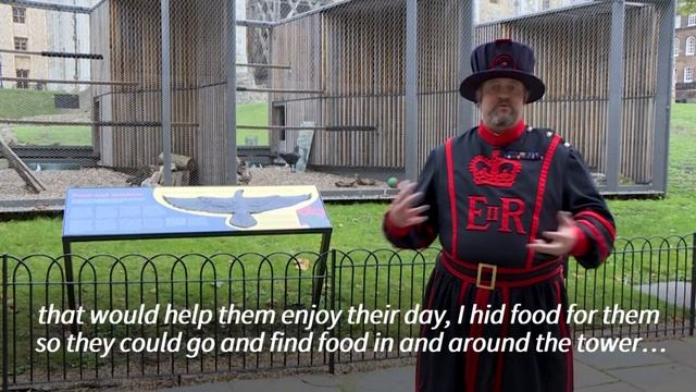 God save the birds: meet the Tower of London's ravenmaster | AFP смотреть онлайн