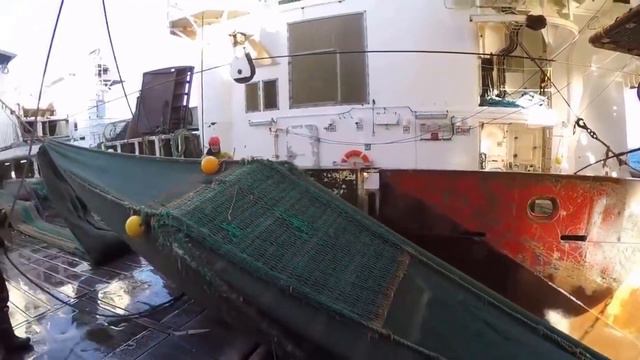 Как Добывают Креветки? Конвейер в море!