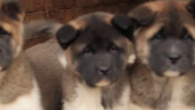 Щенки Американская Акита в питомнике WINTERRAHILLS Винница 4 смотреть онлайн