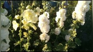 Мой любимый цветок - Шток роза ??