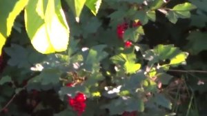 пугало,отпугиватель птиц своими руками