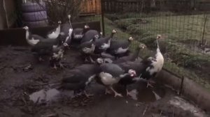 Крик цесарок